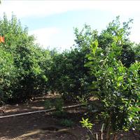 Другое в Греции, Крит, Ханья, 87 кв.м.