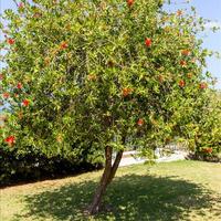 Вилла в Греции, Крит, Ханья, 246 кв.м.