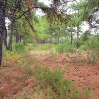 Земельный участок в Греции, Центральная Македония, Хал