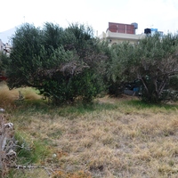 Land plot in Greece, Crete