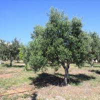 Вилла в Греции, Крит, Ханья, 400 кв.м.