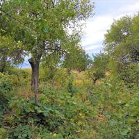 Земельный участок в Греции, Центральная Македония, Центр