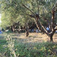 Land plot in Greece, Crete, Chania, 25000 sq.m.