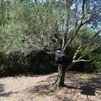 Земельный участок в Греции, Ионические острова