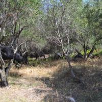 Земельный участок в Греции, Ионические острова