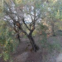 Other in Greece, Ionian Islands, 250 sq.m.