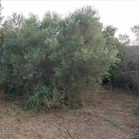 Land plot in Greece, Central Macedonia, Center