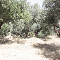 Вилла в Греции, Крит, Ханья, 450 кв.м.