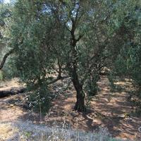 Земельный участок в Греции, Ионические острова