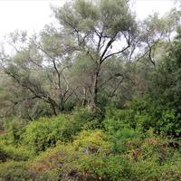 Land plot in Greece, Ionian Islands