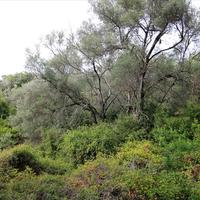 Land plot in Greece, Ionian Islands