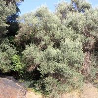 Land plot in Greece, Crete, Chania