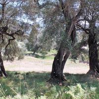 Land plot in Greece, Ionian Islands