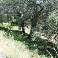 Land plot in Greece, Ionian Islands