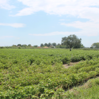 Земельный участок в Греции, Центральная Македония, Центр, 10952 кв.м.