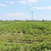 Земельный участок в Греции, Центральная Македония, Центр, 10952 кв.м.