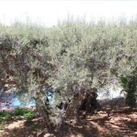 Villa in Greece, Crete, Chania, 160 sq.m.