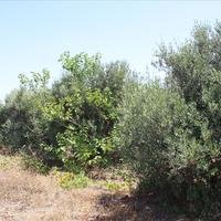 Land plot in Greece, Crete, Chania