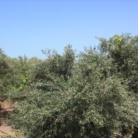 Land plot in Greece, Crete, Chania