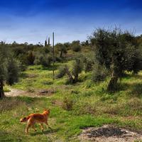 Land plot in Greece, Ionian Islands