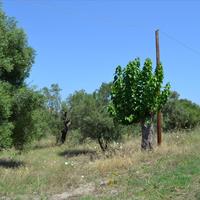 Land plot in Greece, Central Macedonia, Center, 1000 sq.m.
