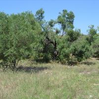 Land plot in Greece, Central Macedonia, Center, 1000 sq.m.