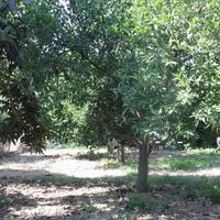 Other in Greece, Crete, Chania, 100 sq.m.