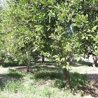 Other in Greece, Crete, Chania, 100 sq.m.