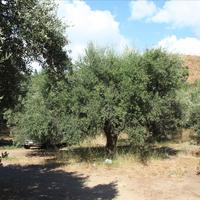 Land plot in Greece, Crete, Chania