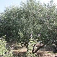 Land plot in Greece, Crete, Chania