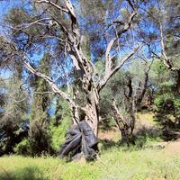 Земельный участок в Греции, Ионические острова