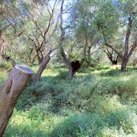 Земельный участок в Греции, Ионические острова