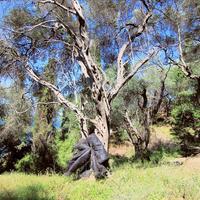 Земельный участок в Греции, Ионические острова