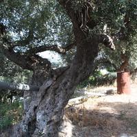 Land plot in Greece, Crete, Chania