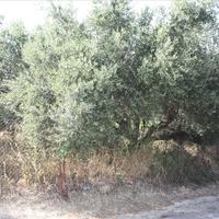 Land plot in Greece, Crete, Chania