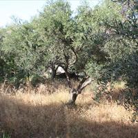Land plot in Greece, Crete, Chania