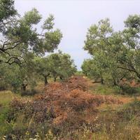 Земельный участок в Греции, Центральная Македония, Центр