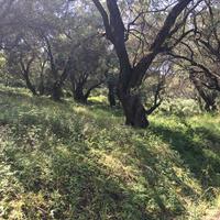 Land plot in Greece, Ionian Islands