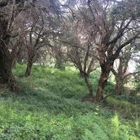 Land plot in Greece, Ionian Islands