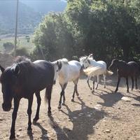 Hotel in Greece, Crete, Chania, 750 sq.m.