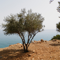 Land plot in Greece, Crete