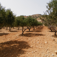 Land plot in Greece, Crete