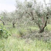 Земельный участок в Греции, Центральная Македония, Центр