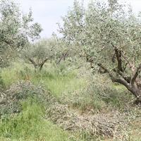 Земельный участок в Греции, Центральная Македония, Центр