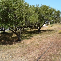 Land plot in Greece, Crete