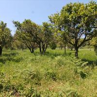 Земельный участок в Греции, Ионические острова