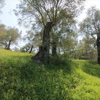 Land plot in Greece, Ionian Islands