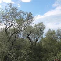 Земельный участок в Греции, Ионические острова