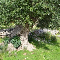 Land plot in Greece, Crete, Irakleion