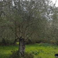 Land plot in Greece, Ionian Islands